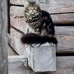 Cifrovana Drevenicka