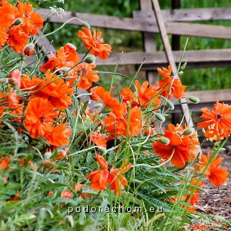 Cifrovana Drevenicka * デットバ