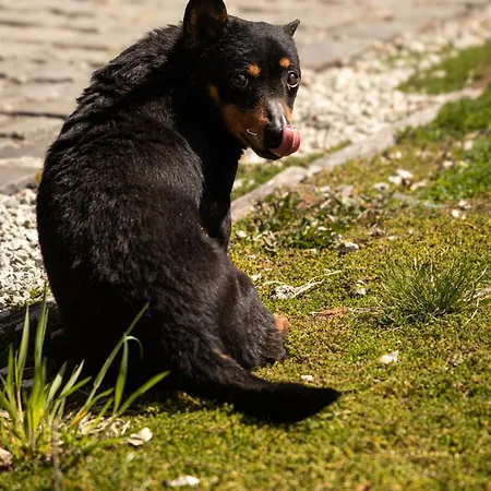 ロッジ Cifrovana Drevenicka