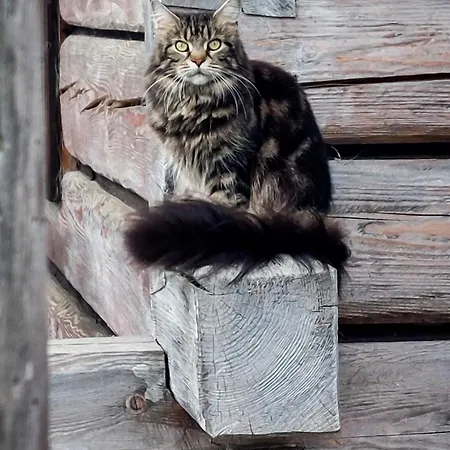 Cifrovana Drevenicka