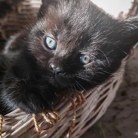 Cifrovana Drevenicka אכסניה