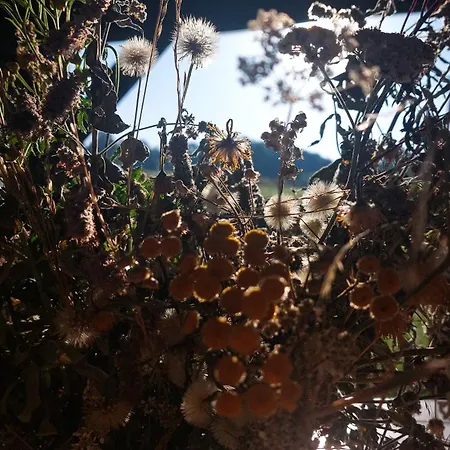 Cifrovana Drevenicka