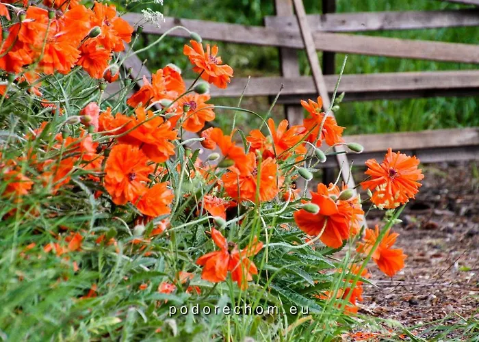 Cifrovana Drevenicka * Detva