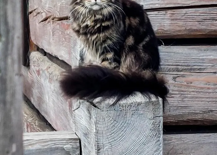 Cifrovana Drevenicka