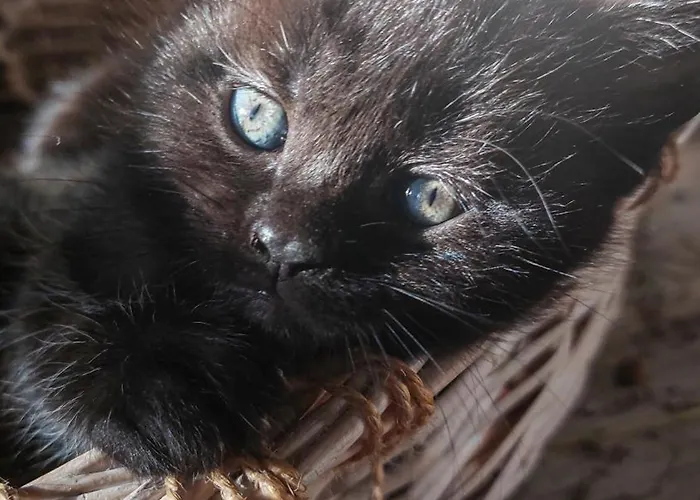 Cifrovana Drevenicka Hytte