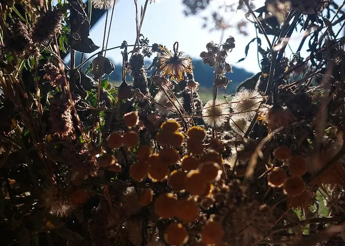 Cifrovana Drevenicka